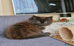 Mixed Breed cats for sale: Rare Ragdoll × Norwegian Forest kittens - Image 5