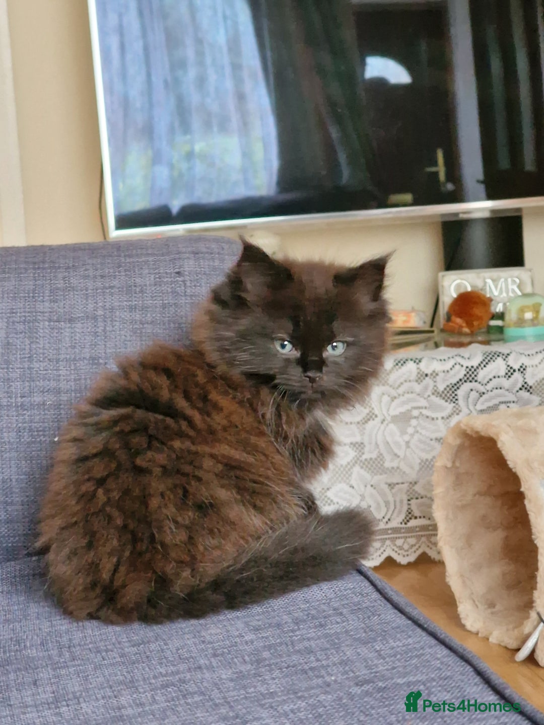 Mixed Breed cats for sale: Rare Ragdoll × Norwegian Forest kittens - Image 5