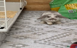 Mini Lop rabbits for sale: Mini lop rabbit - Image 4