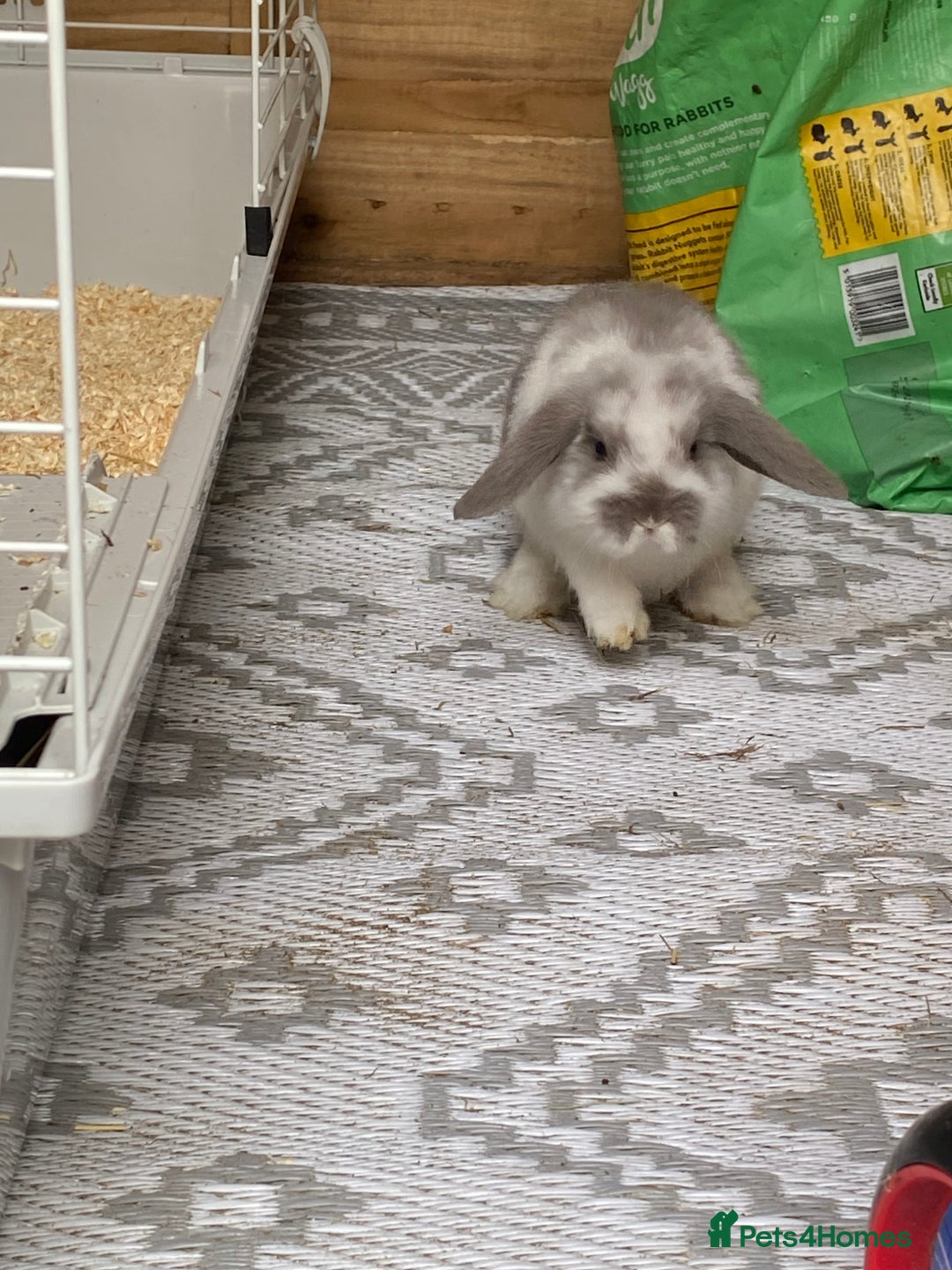 Mini Lop rabbits for sale: Mini lop rabbit - Image 4