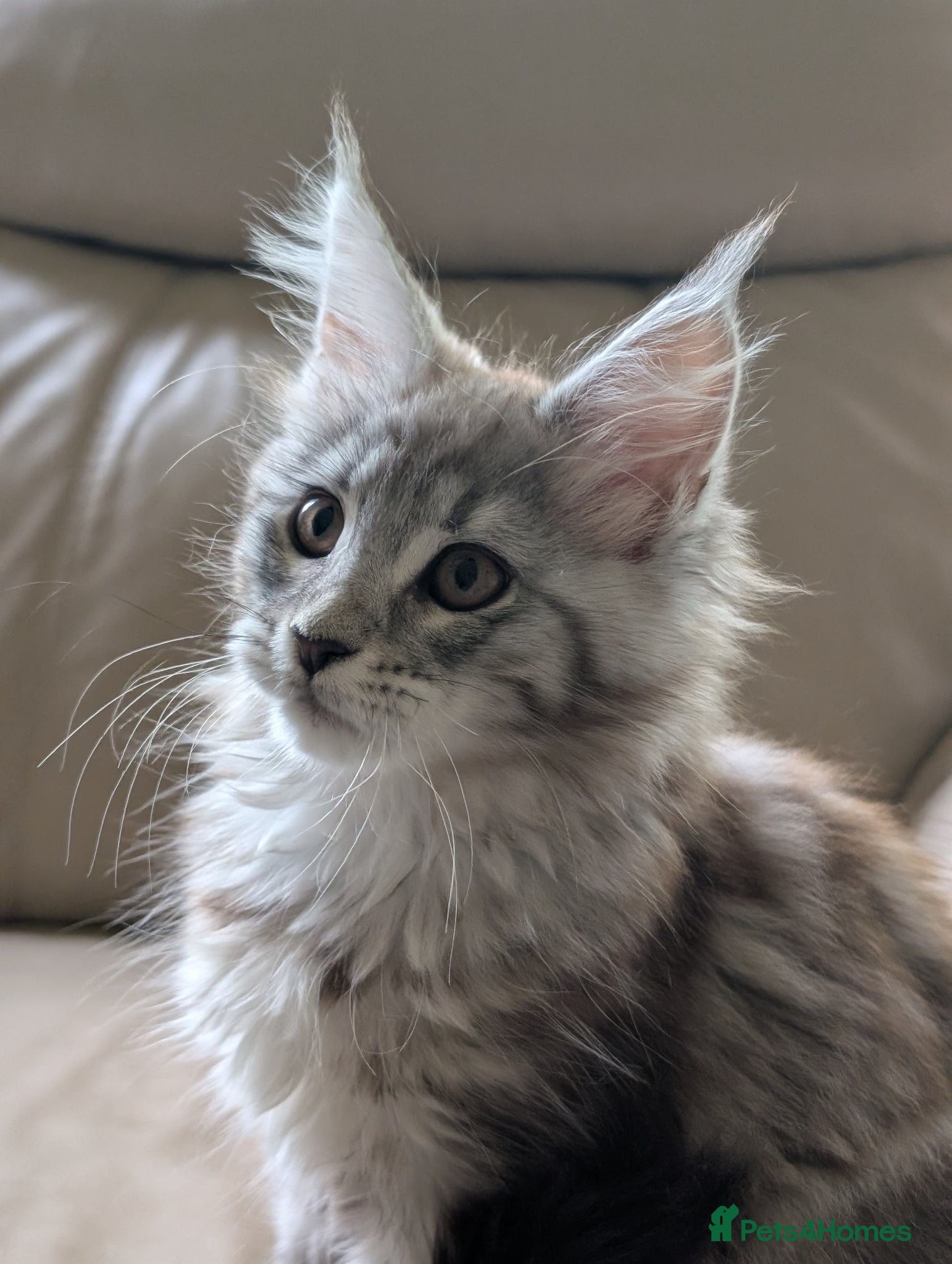 Maine Coon cats Last girl. Tica Registered Maine coon Kittens  - Advert 2