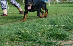 Dobermann dogs for sale: 6 month old stunning male  - Image 7