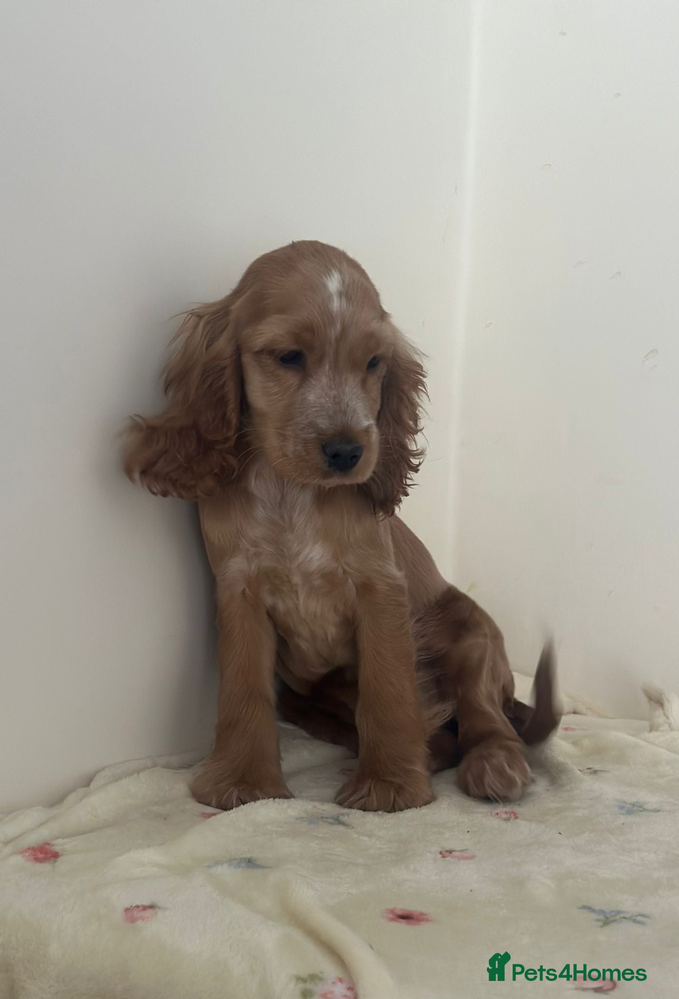 Cocker Spaniel dogs 🌟STUNNING SHOW COCKER SPANIEL🌟1 Girl  left  - Advert 17