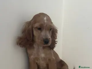 Cocker Spaniel dogs 🌟STUNNING SHOW COCKER SPANIEL🌟1 Girl left - Advert 17