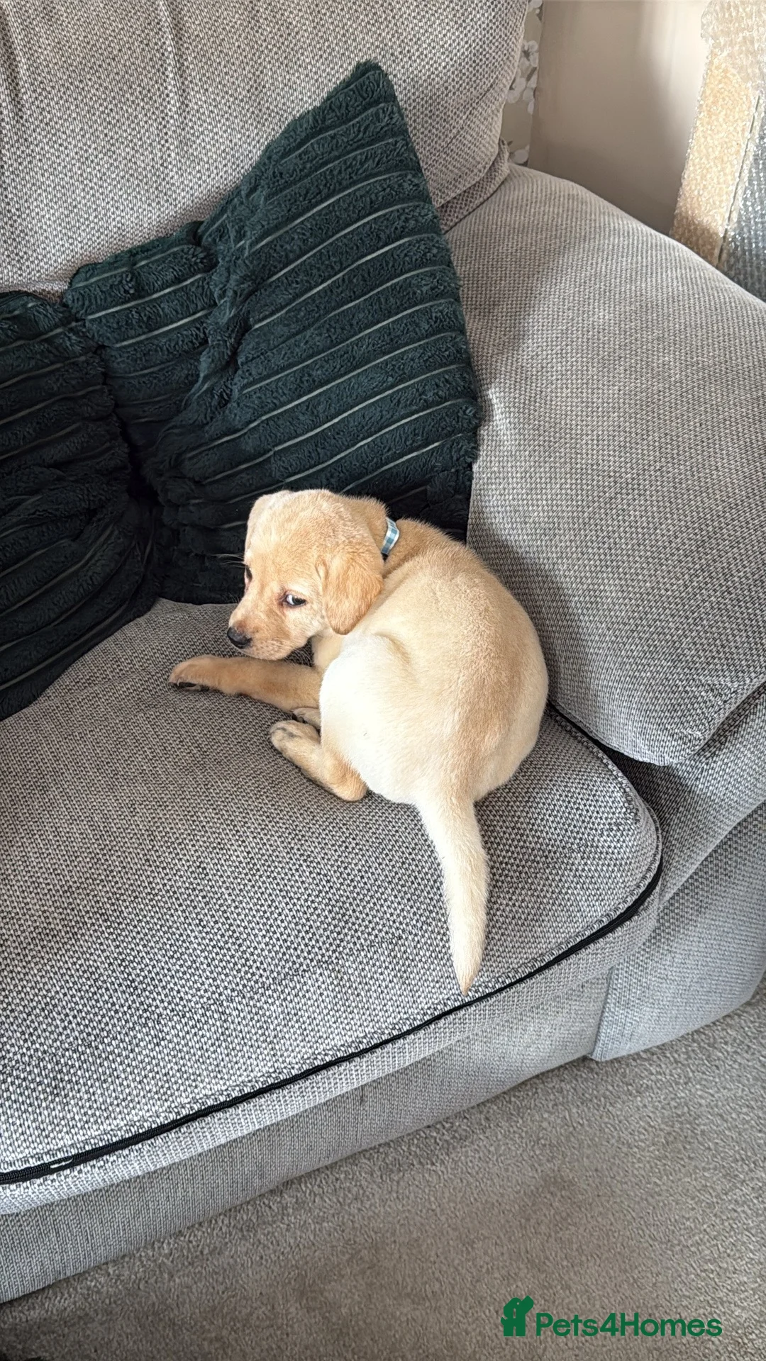 Labrador Retriever dogs for sale: Rehome Beautiful Labrador puppy - Advert 4