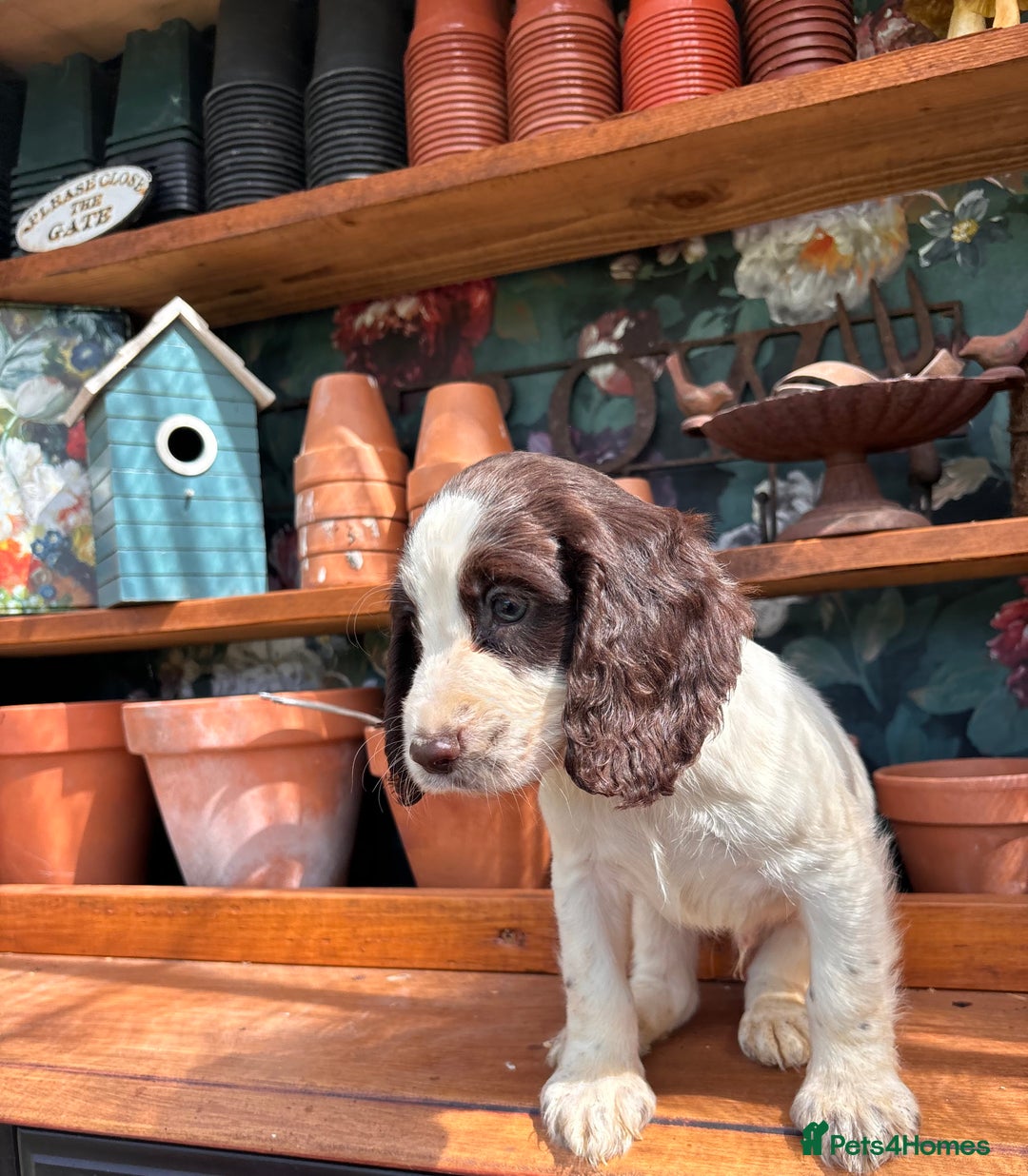 Cocker Spaniel dogs for sale: 3 cocker spaniels  - Image 5