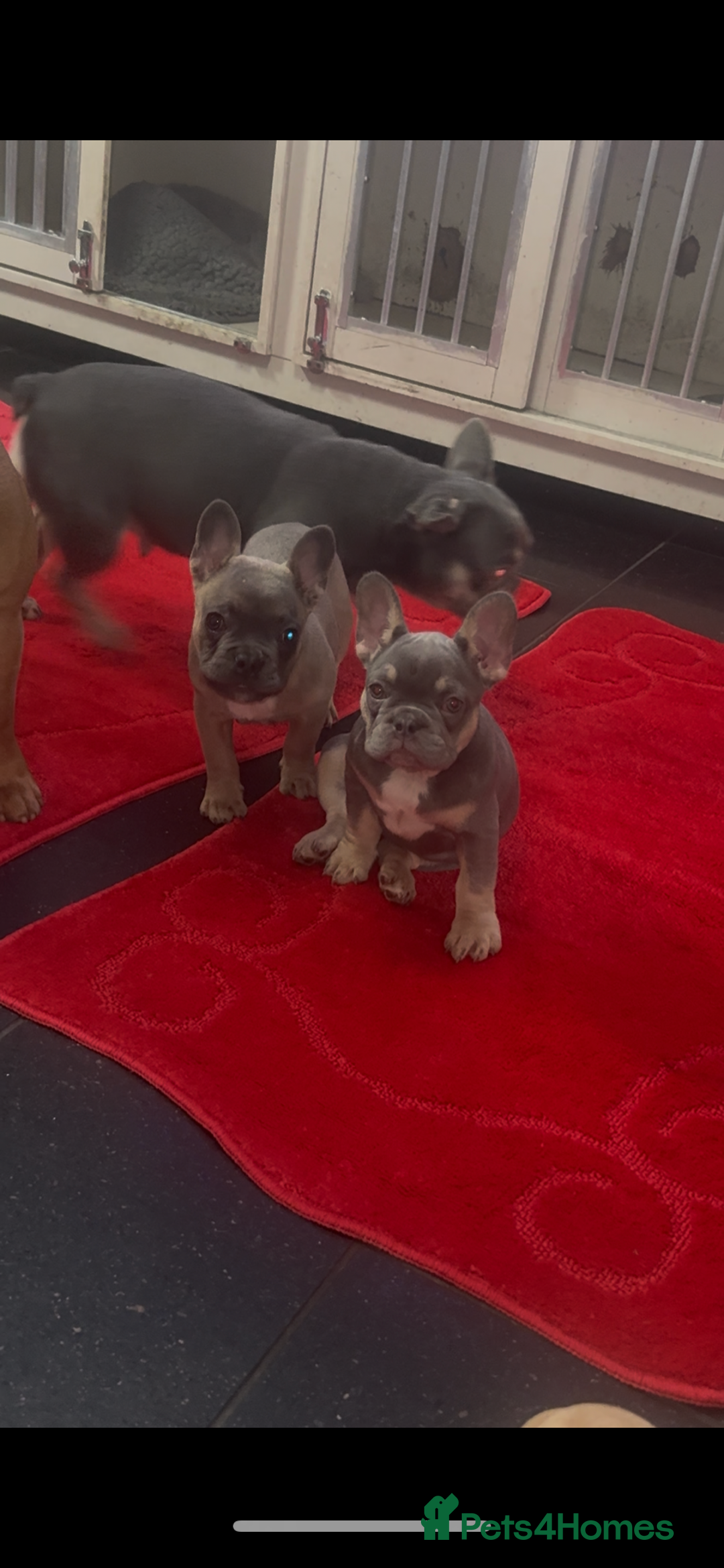 French Bulldog dogs for sale: Last girl left  - Advert 1