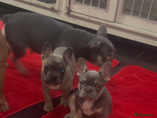 French Bulldog dogs Homie lines meet Apollo line - Advert 2