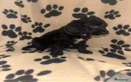 Cockapoo dogs for sale: F2 cockapoo puppies - Image 3