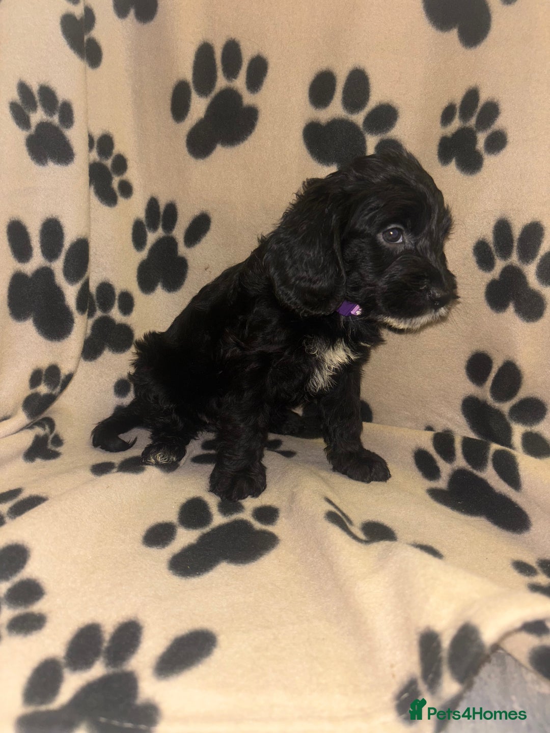 Cockapoo dogs for sale: F2 cockapoo puppies - Image 3