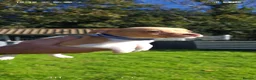 Jack Russell dogs for sale: Beautiful Jack Russell puppies - Advert 10