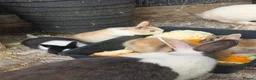Mixed Breed rabbits for sale: Lionhead x dwarf lop in Grantham - Advert 5