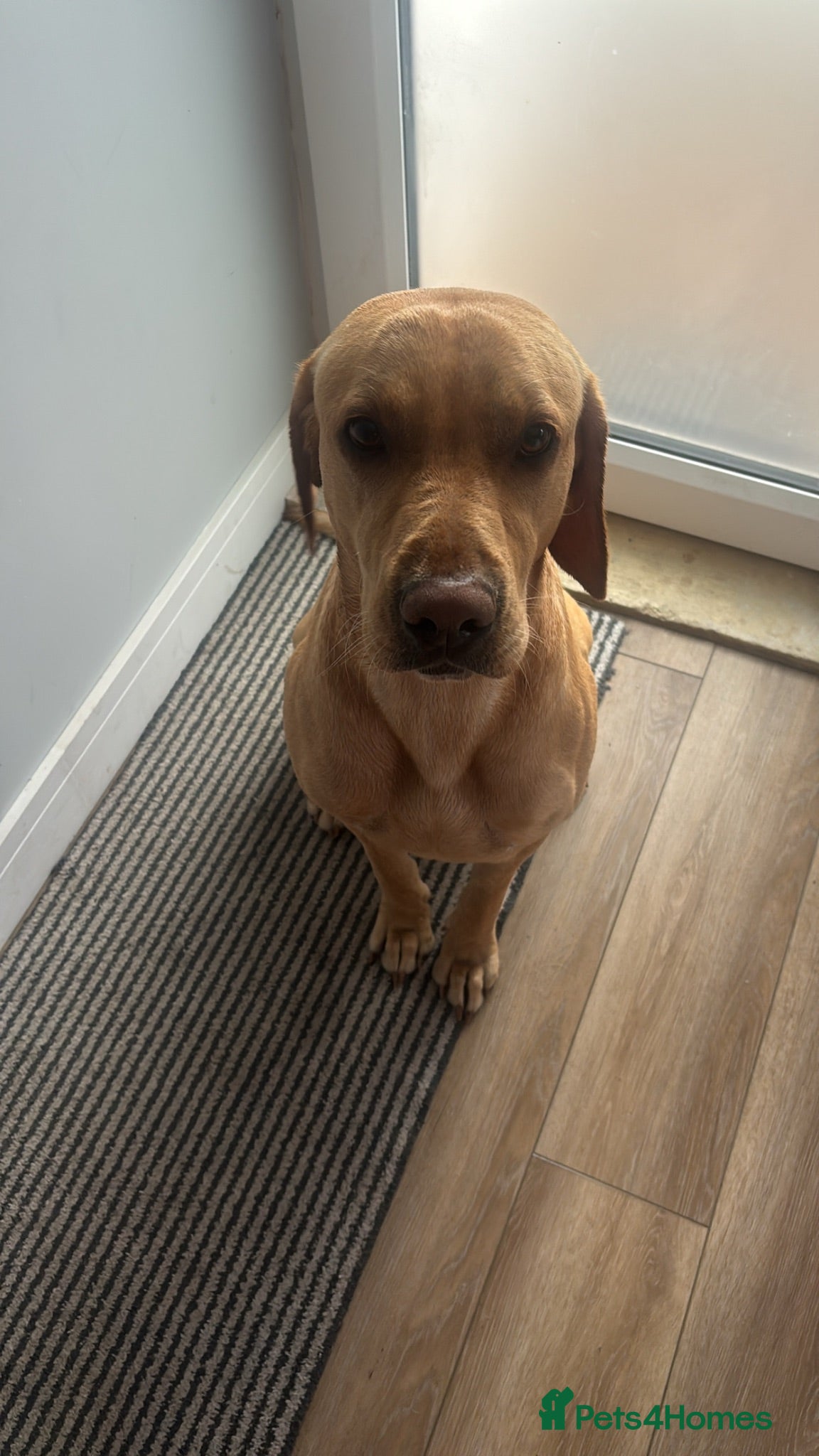 Mixed Breed dogs Lincoln - Advert 1