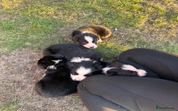 Border Collie dogs for sale: 10 Beautiful Border Collie Puppies - Image 29