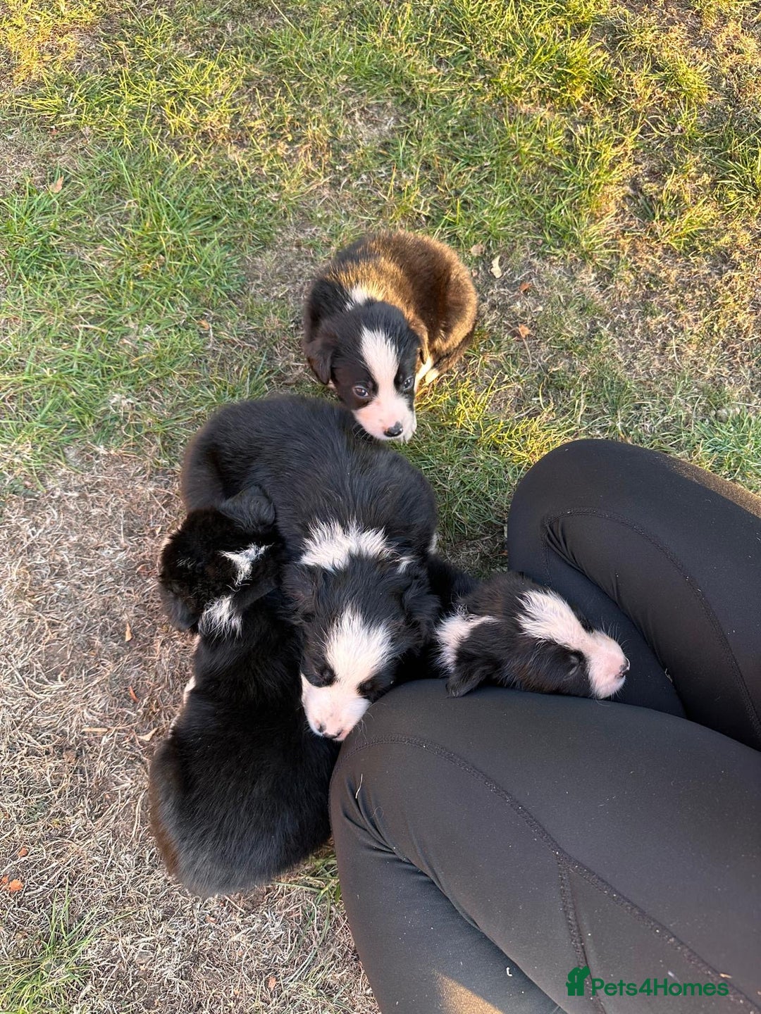 Border Collie dogs for sale: 10 Beautiful Border Collie Puppies - Image 29