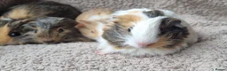 Guinea Pig rodents for sale: Adorable baby guineas - Advert 7