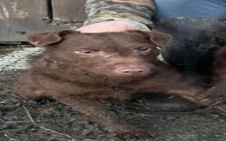 Patterdale Terrier dogs for sale: Patterdale dog - Image 8
