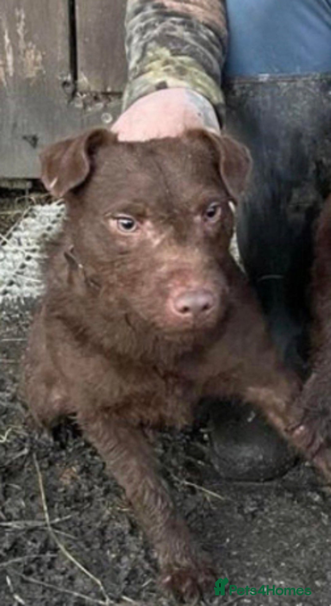 Patterdale Terrier dogs for sale: Patterdale dog - Image 8