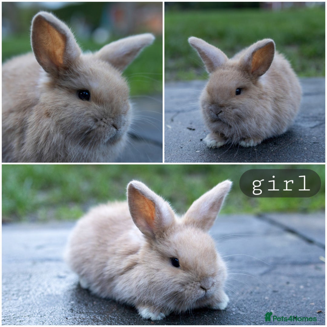 Mini Lop rabbits for sale: Ready now ♥️ Three beautiful mini lop bunnies  - Advert 2