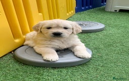 Golden Retriever dogs for sale: Gorgeous KC reg Golden Retriever Puppies - Image 27