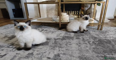 Ragdoll cats - Advert 11