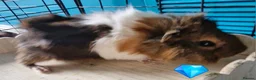 Guinea Pig rodents for sale: Beautiful funky guinea pigs - Advert 25