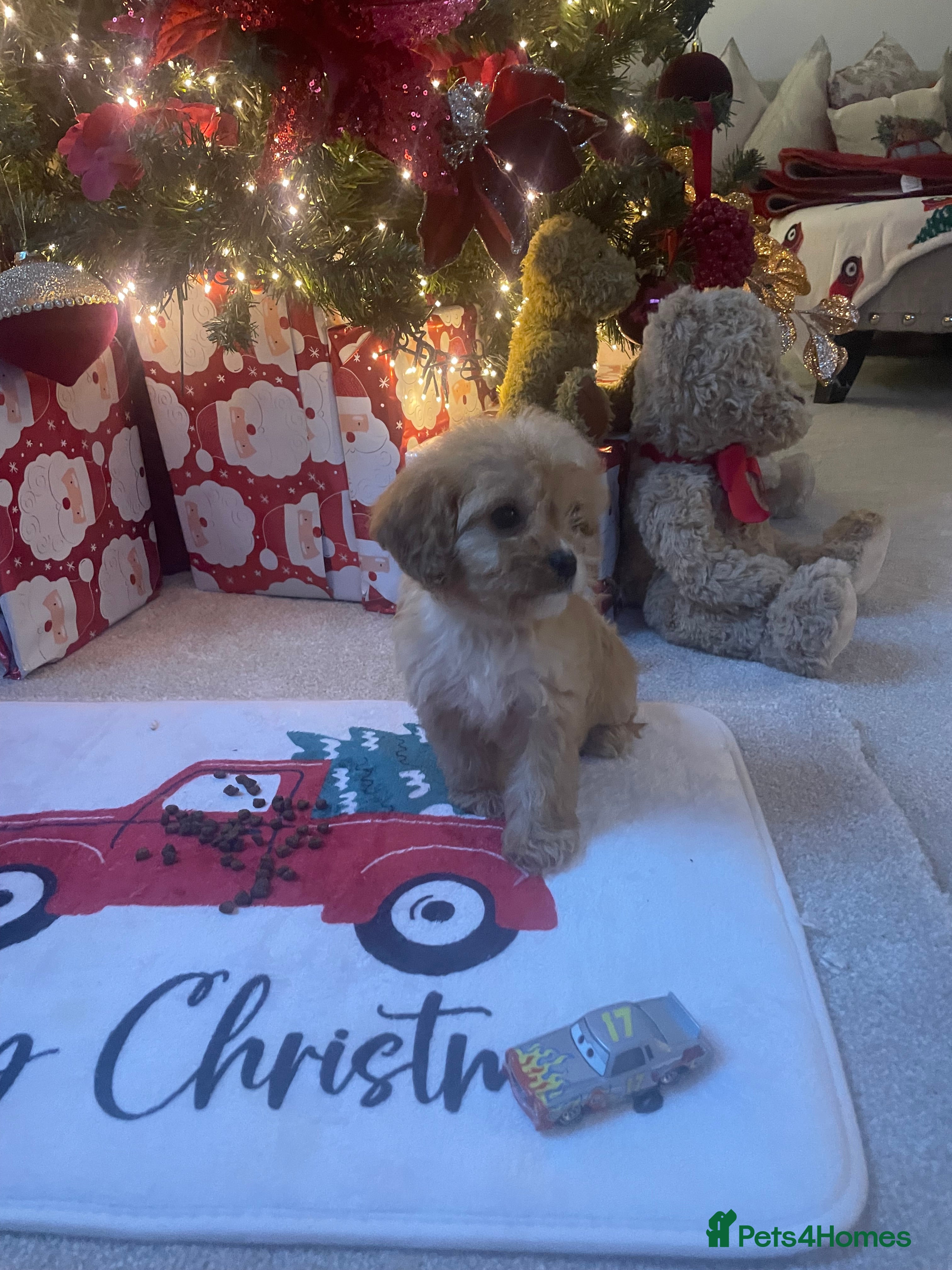 Cavapoo dogs F1 cavapoo puppys - Advert 8