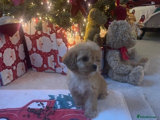 Cavapoo dogs F1 cavapoo puppys - Advert 7