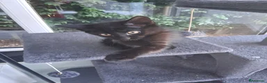 Black fluffy ghost tabby 