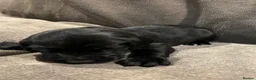 Springador dogs for sale: Springador pups - Advert 25