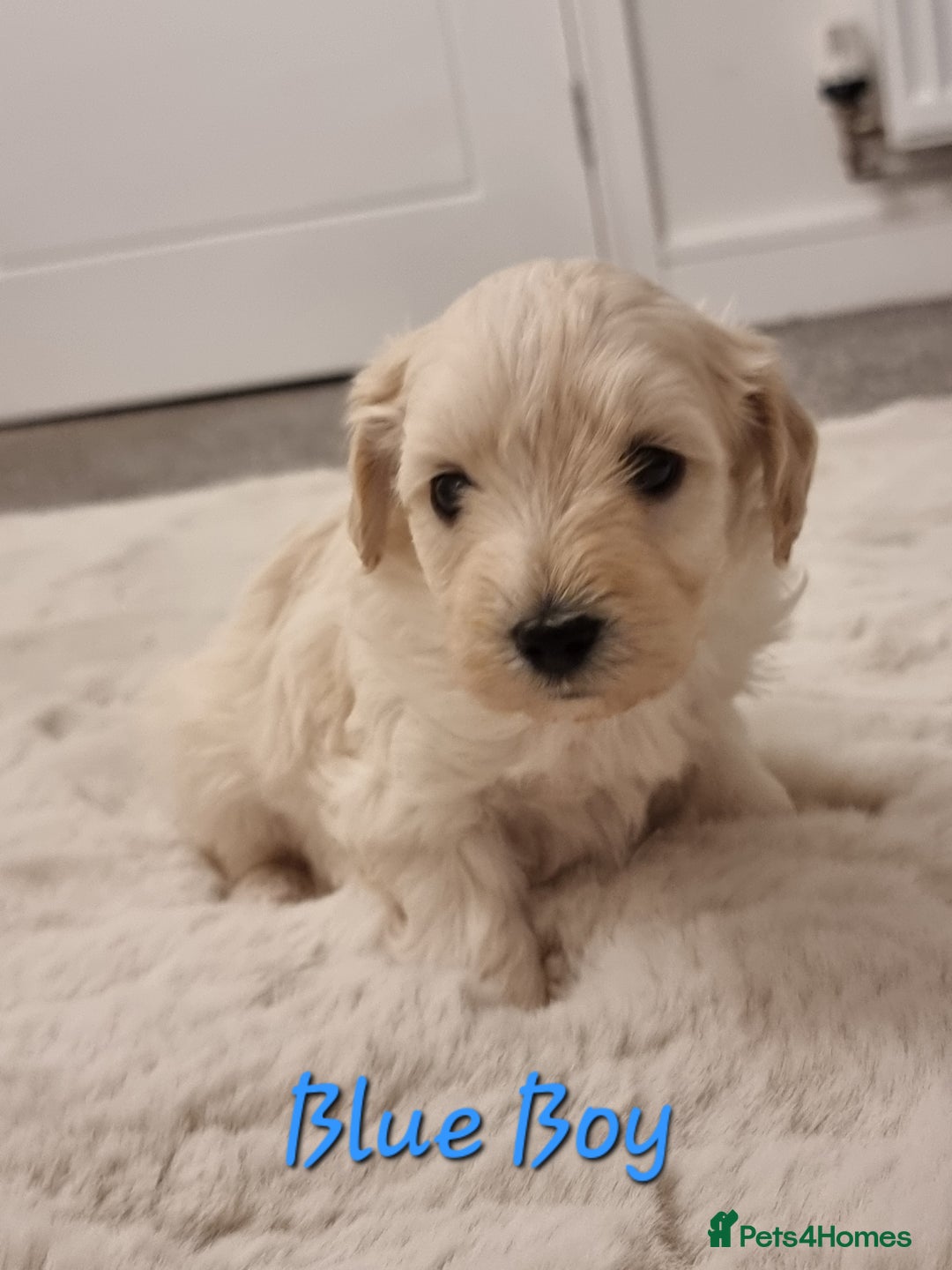 Maltipoo dogs for sale: Beautiful Maltipoo Puppies - Advert 19