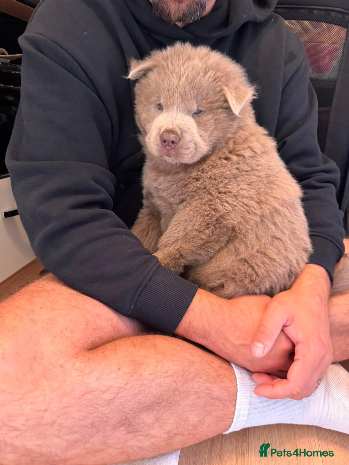 Chow Chow dogs Lovely 8 weeks old boy - Advert 2