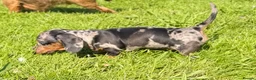 Miniature Dachshund dogs for sale: Miniature Dachshund Puppies - Advert 7