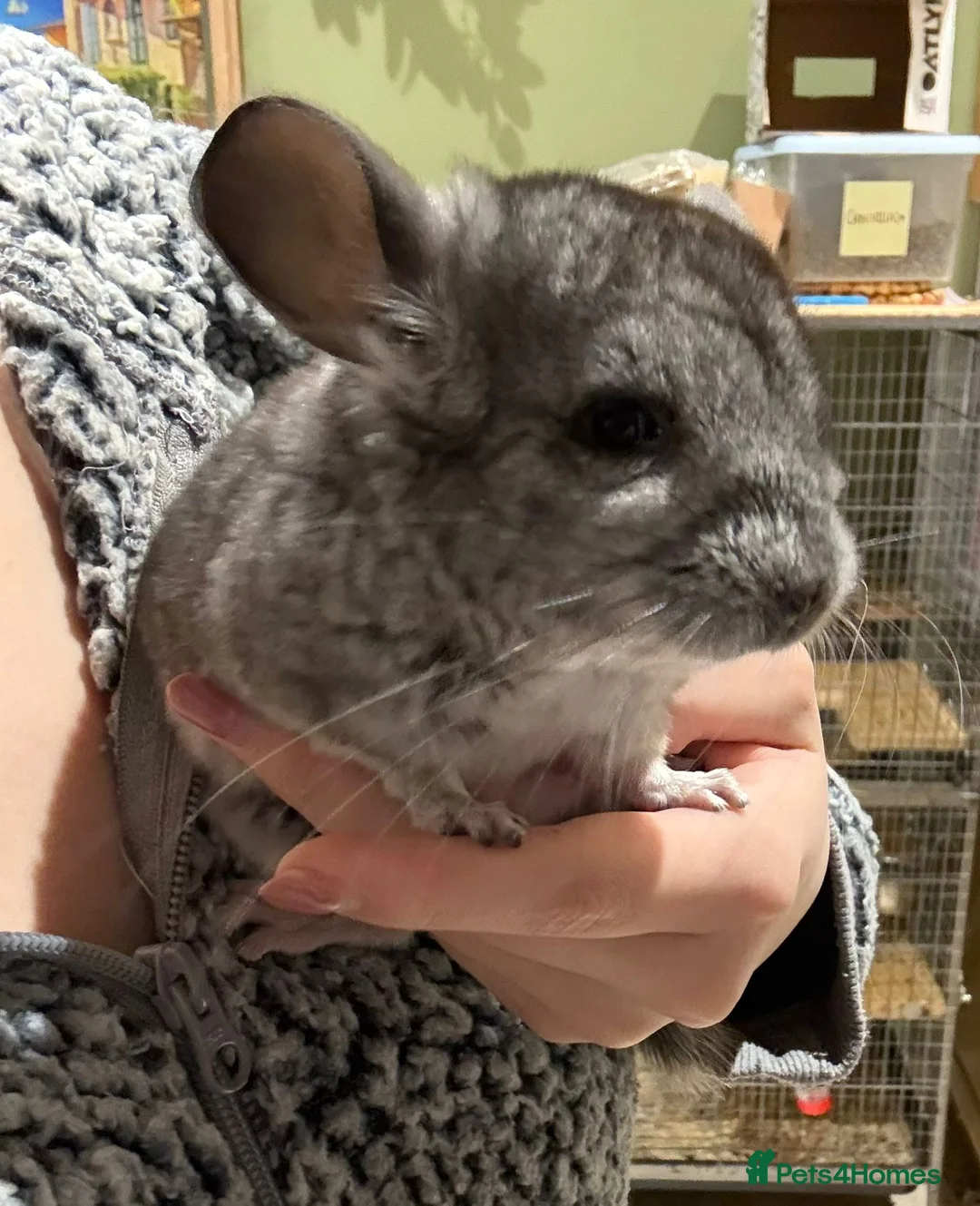 Chinchilla rodents for sale: BEAUTIFUL GIRL BABY GREY - Advert 1