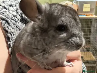 Chinchilla rodents BEAUTIFUL GIRL BABY GREY - Advert 7