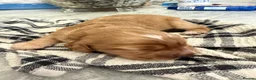 Cockapoo dogs for sale:  Beautiful Male Cockerpoo in Bishop Auckland - Advert 4