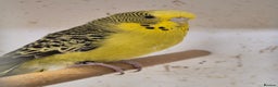 Budgerigars birds for sale: Rare mutation in u.k - Advert 5
