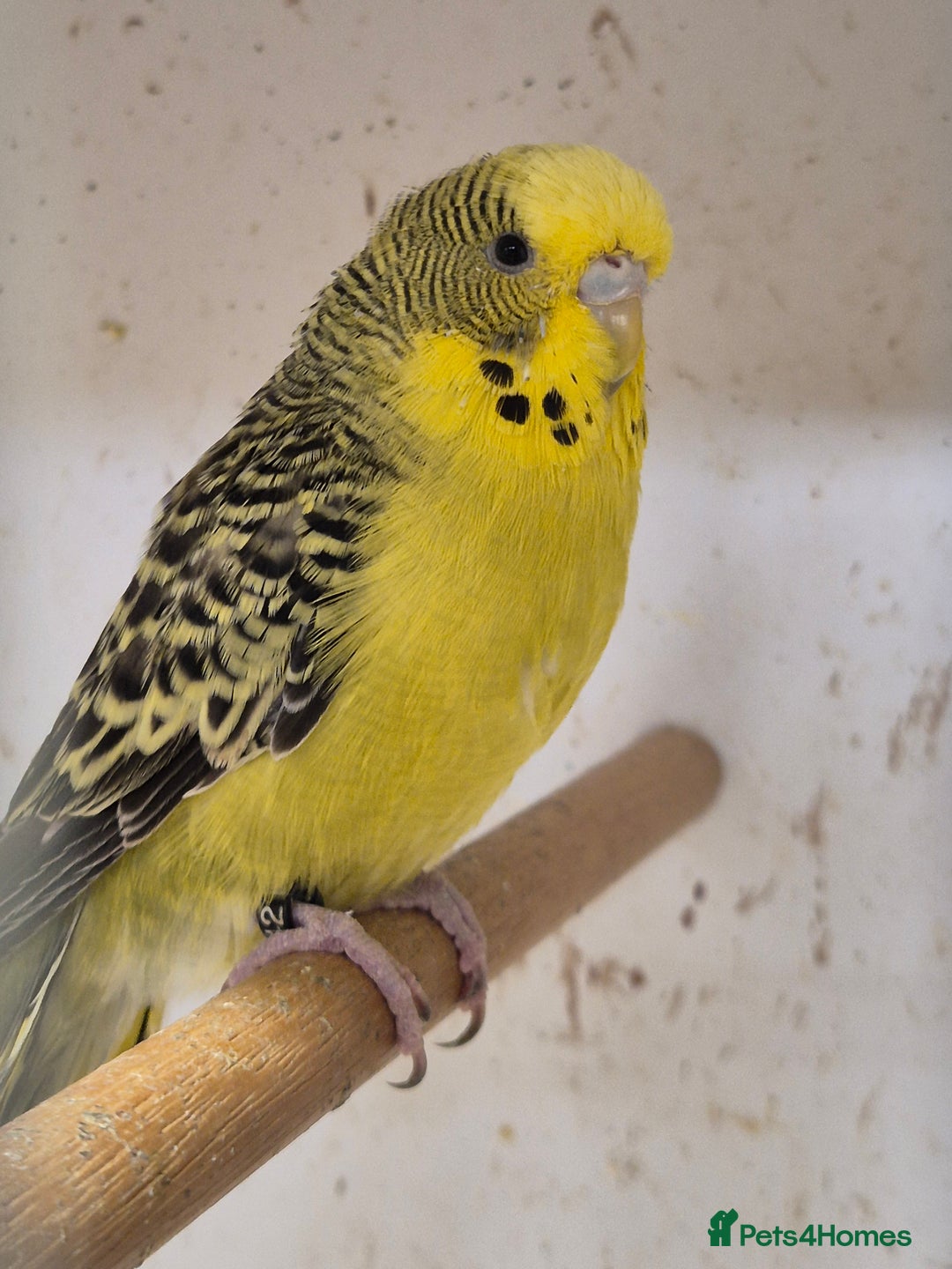 Budgerigars birds for sale: Rare mutation in u.k - Image 5
