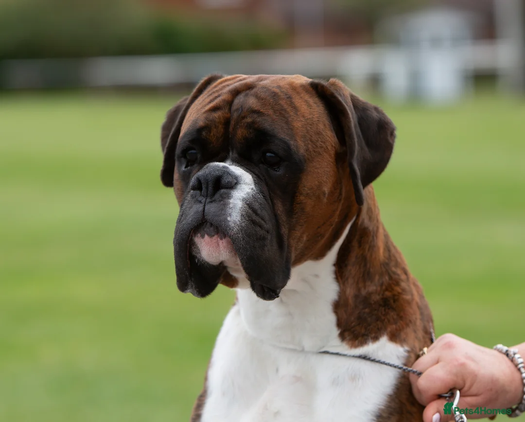 Boxer dogs for stud: CHAMPION B&W Boxer Dog HT1 Sires Reds & Brindles - Advert 1