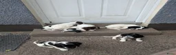 English Springer Spaniel dogs for sale: Springer pups in Ballymena - Advert 2