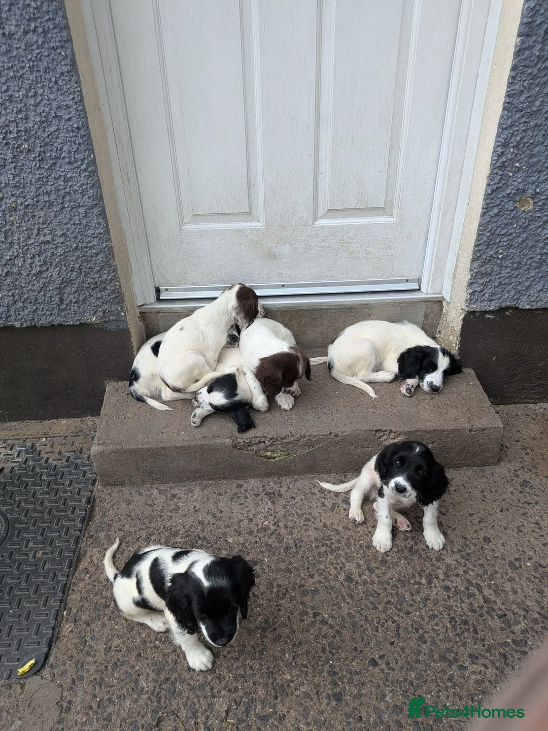 English Springer Spaniel dogs for sale: Springer pups in Ballymena - Advert 2