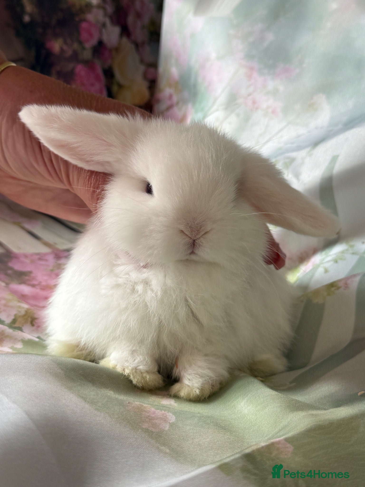 Mini Lop rabbits Blue eyed white boy  - Advert 1