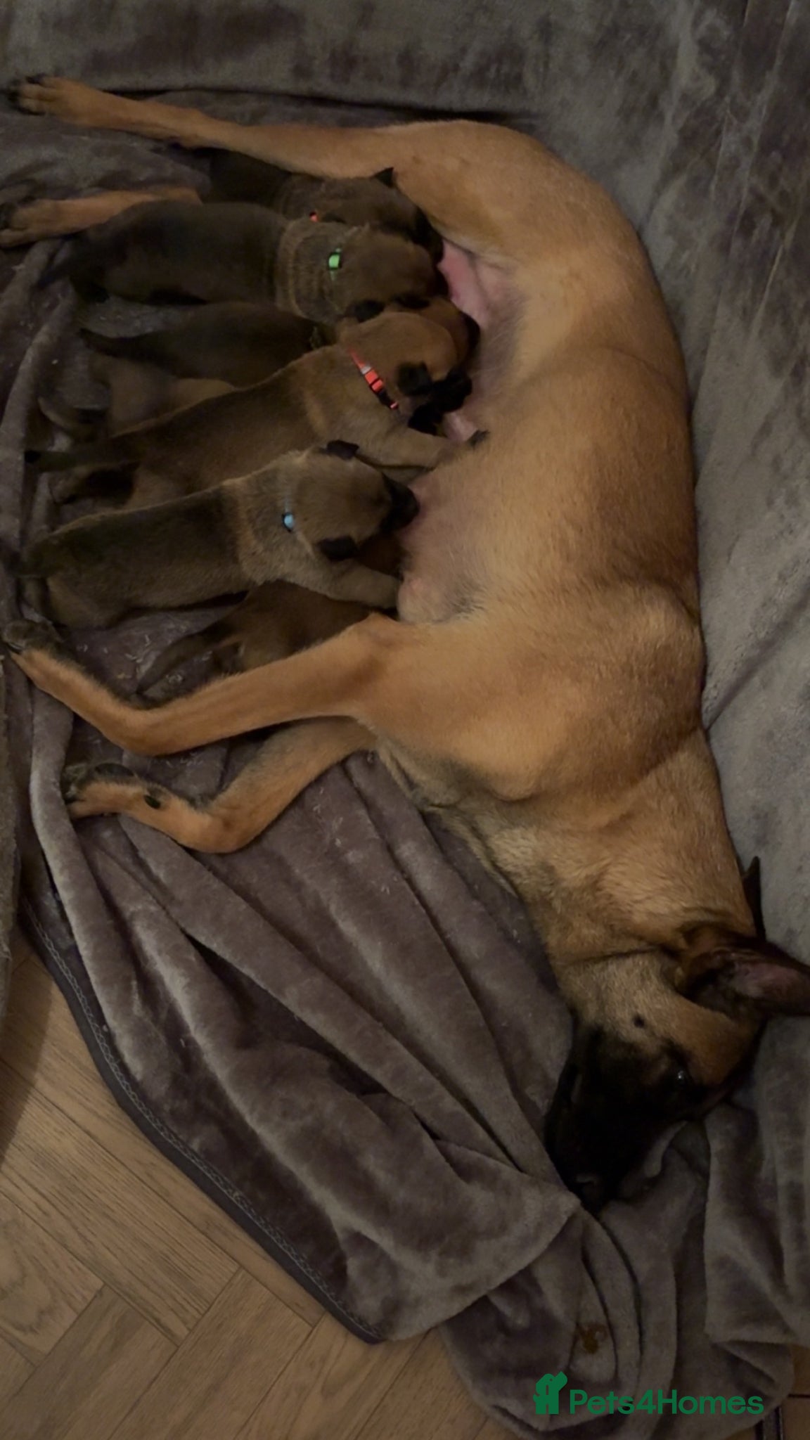 Belgian Shepherd Dog dogs Belgian Malinois Puppies Ready for Loving Homes - Advert 10