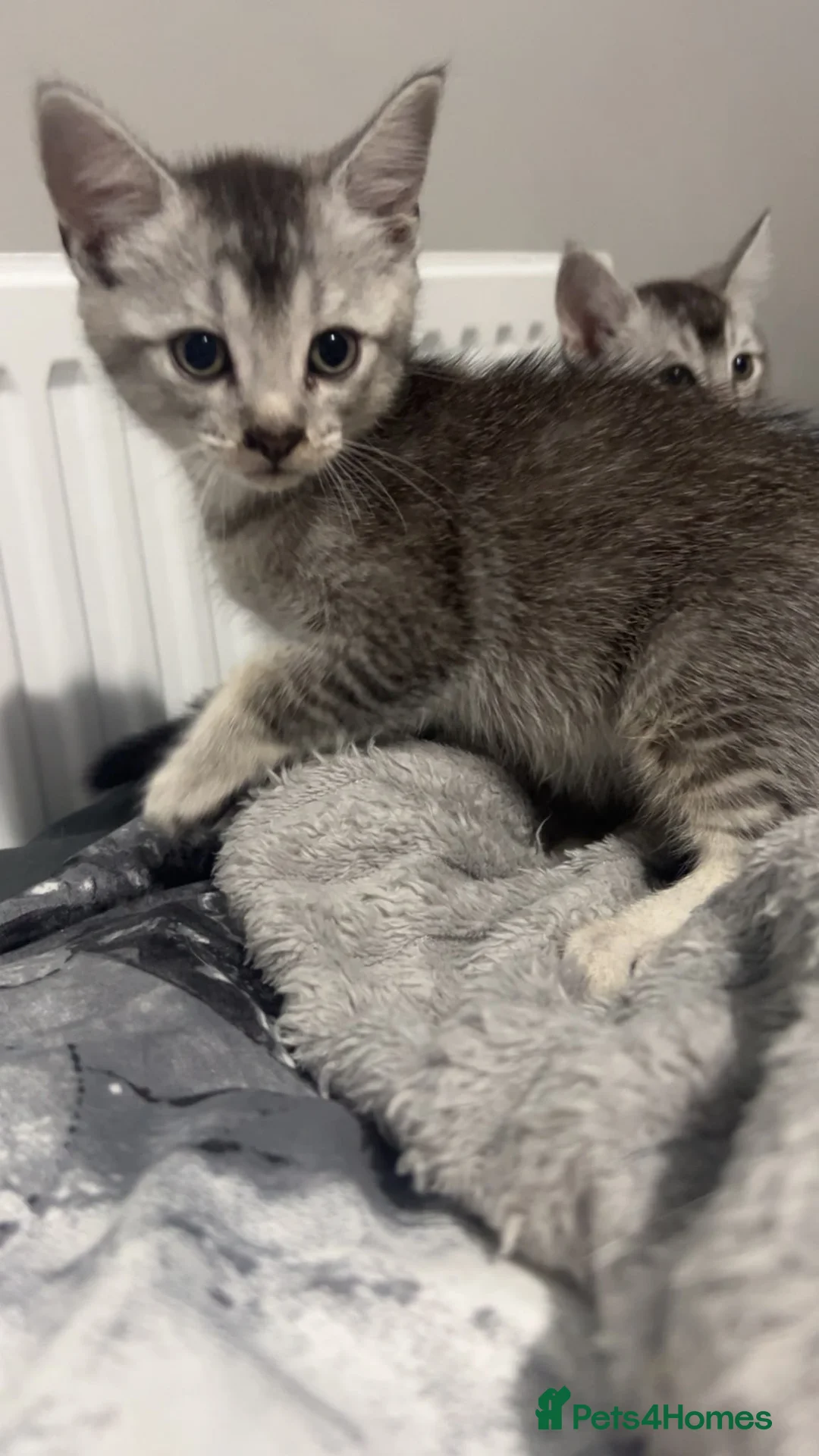 Domestic Shorthair cats for sale: Mixed breed kittens ready now  - Advert 2