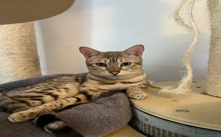 Bengal cats - Advert 1