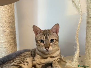 Bengal cats - Advert 26