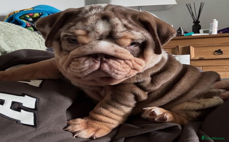 English Bulldog dogs - Advert 15