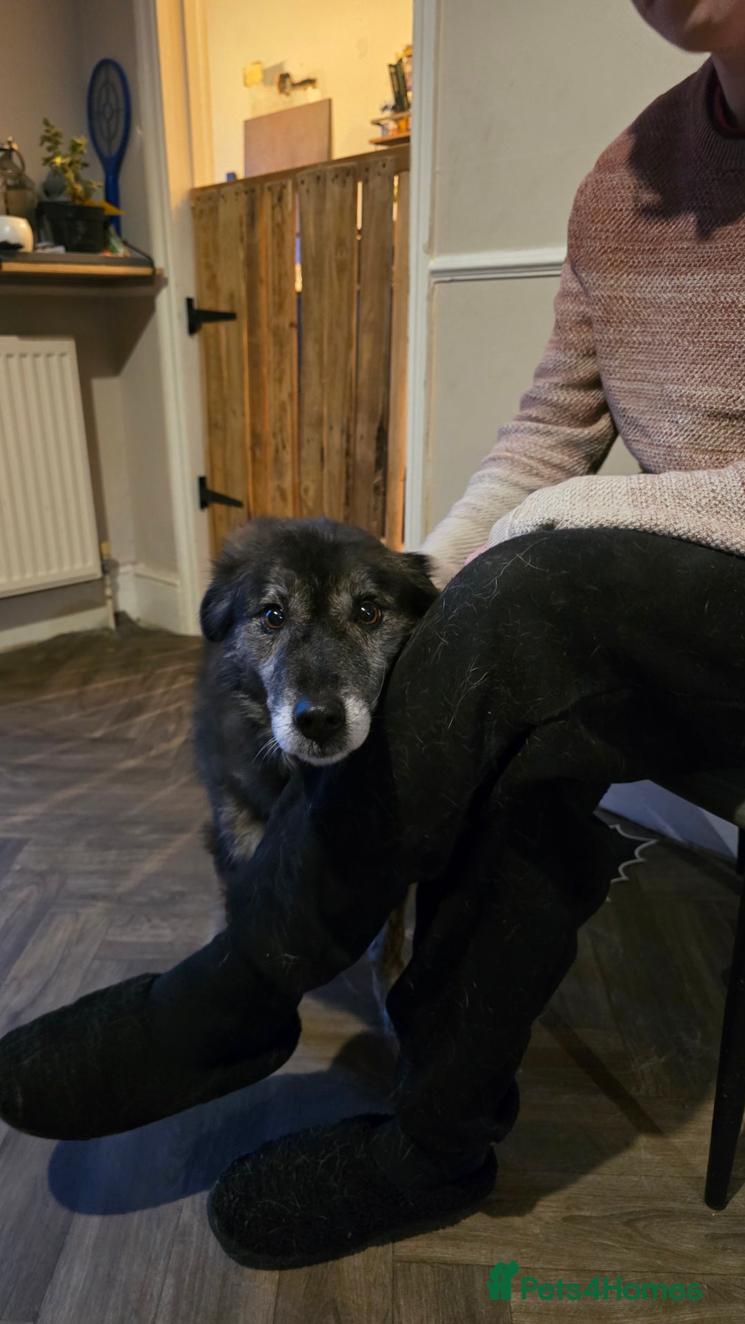 Mixed Breed dogs for adoption: Freya for adoption! - Advert 6