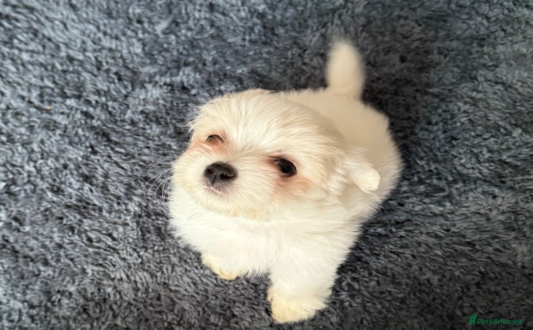 Maltese dogs - Advert 11
