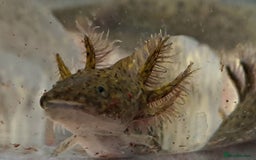 Axolotl reptiles for sale: Axolotls  - Image 31